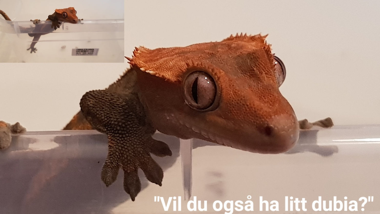 Balle på dubia-jakt - 2017